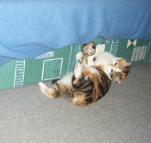 caramelle chat jeu jouet camon