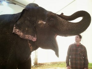 elephant cirque gruss center parcs