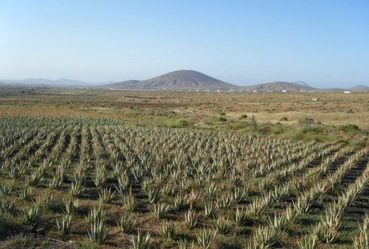 aloe vera fuerteventura