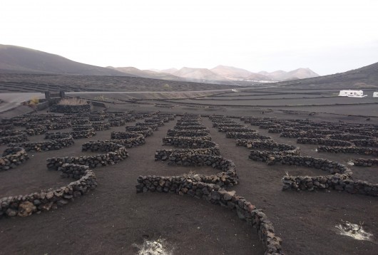 vignes bodega lanzarote vin