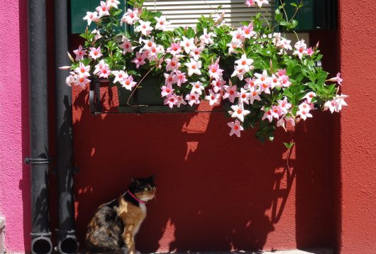 burano chat venise italie