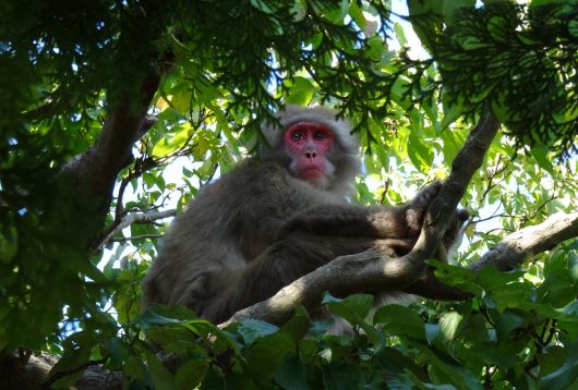 parc aux singes iwatayama japon