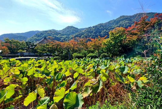 arashiyama kyoto japon