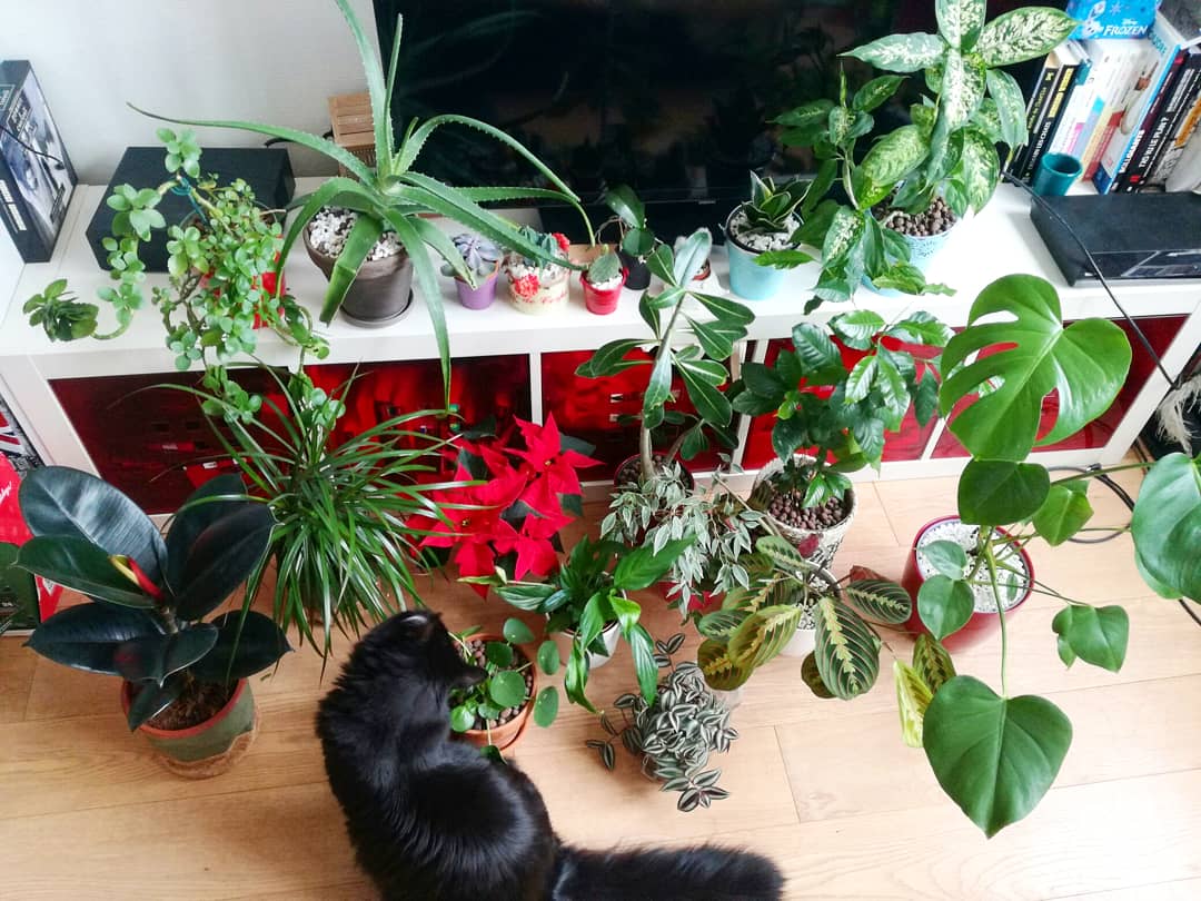 Les plantes d'intérieur compatibles avec nos chats